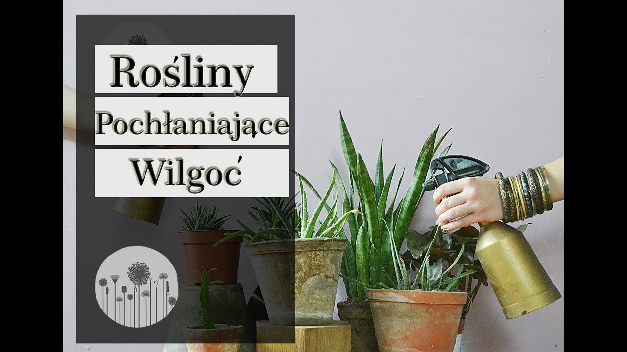 Jak pozbyć się wilgoci z mieszkania - Rośliny pochłaniające wilgoć z powietrza