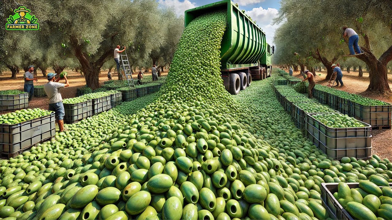 Olive Pickles Mega Factory: Processing Millions of Olives for Pickles