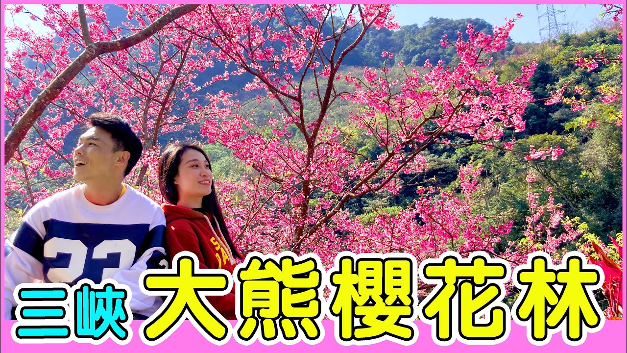 【阿得帶你去】三峽大熊櫻花林，春季限定景點櫻花大爆發!
