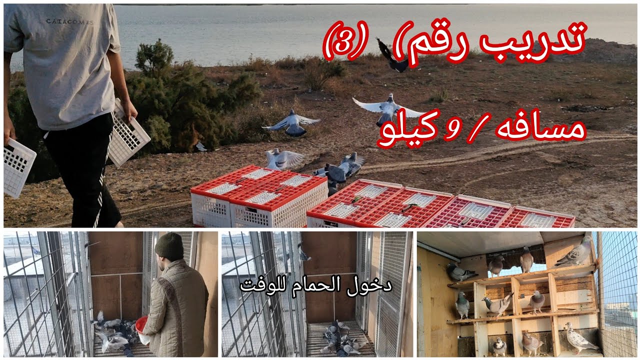 تدريب الحمام الزاجل رقم (3) مسافه 9 كيلو وناسه فووول