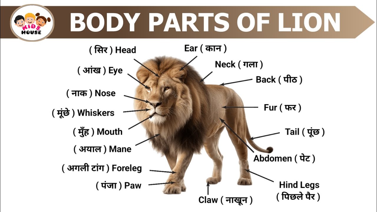 Body Parts Of Lion | Hindi And English With Picture | Lion Body Parts Name | Animals Body Parts Name