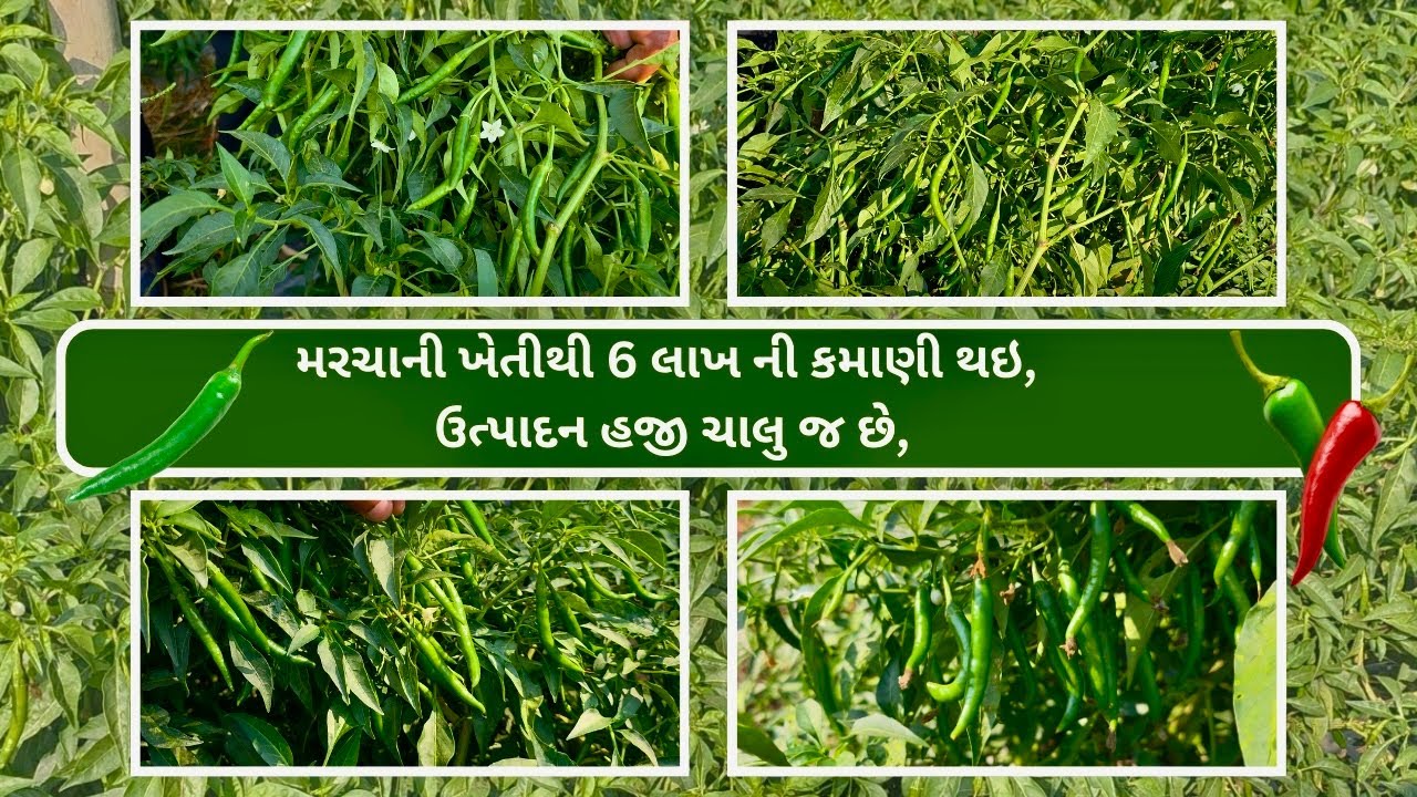 મરચાની ખેતી થી 6 લાખ ની કમાણી થઇ, ઉત્પાદન હજી ચાલુ જ છે,CHILLI | BIOFIT | NETSURF DIRECT