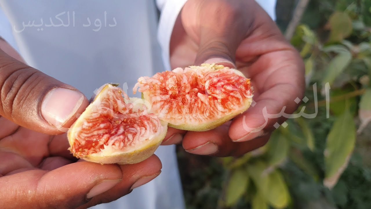 التين السلطاني وكل شي عنه