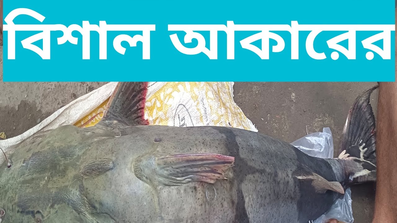 বিশাল আকারের যমুনা নদীর বাঘাইর মাছ