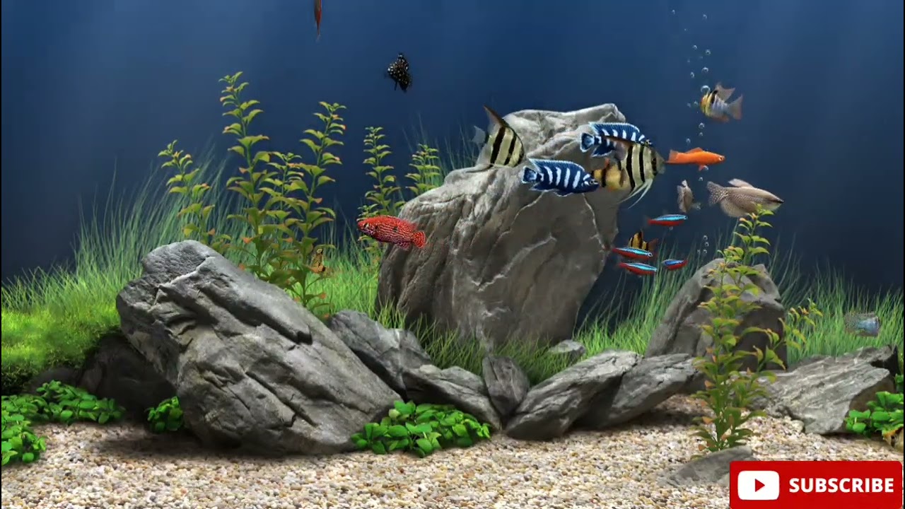 A relaxing aquarium. Bubble sounds. You will rest with this video @wallprintlucjanek
