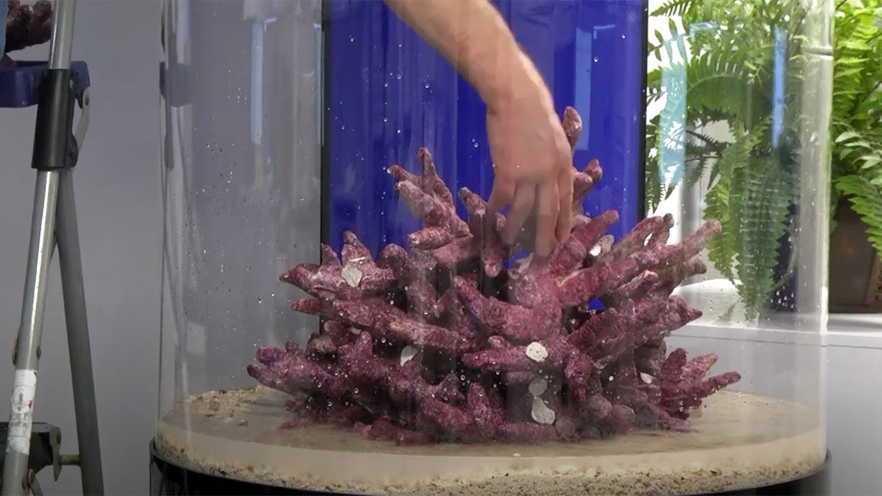 LiveAquaria® Aquatic Insider: Pro Clear 125 Cylinder Aquarium Build