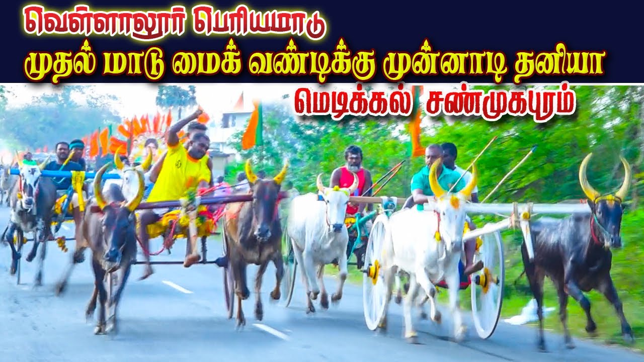 0பெரியமாடு_வெள்ளலூர்-பந்தயம-25.06.2023#krish_studio#krish_studio