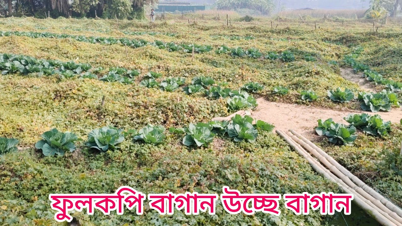 ফুলকপি বাগান উচ্চের বাগান দেখুন বন্ধুদের শেয়ার করুন লাইক করুন সাবস্ক্রাইব করুন বেশি শেয়ার করুন