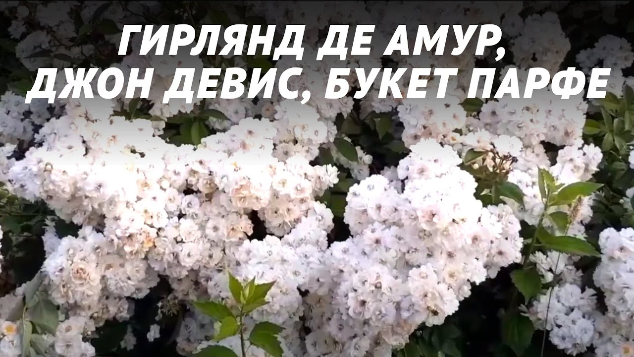 Розы: Гирлянд де амур, Букет парфе, Джон Дэвис.