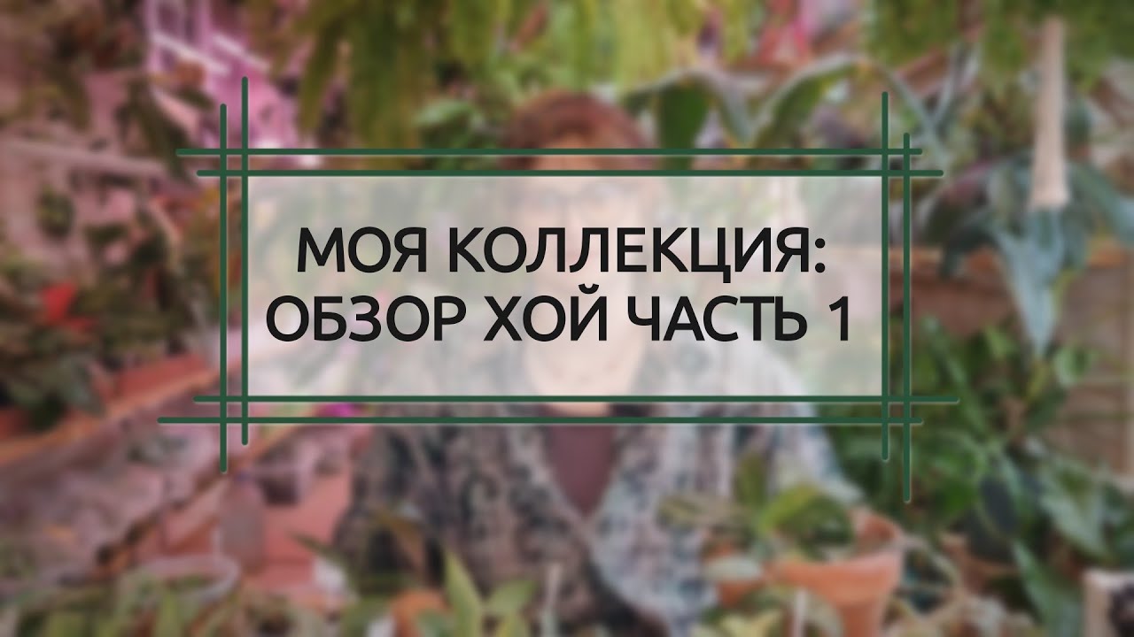 МОЯ КОЛЛЕКЦИЯ РАСТЕНИЙ. ХОЙЯ. ОБЗОР ЧАСТЬ 1