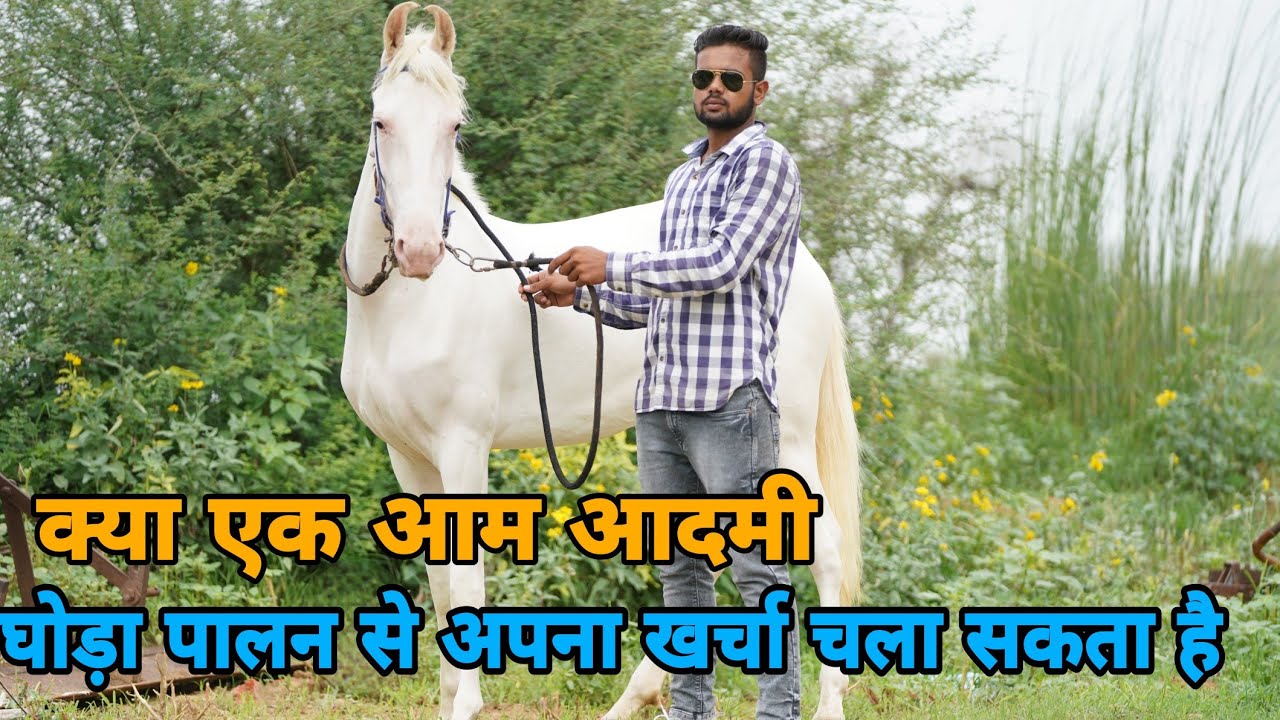 प्रिंस घोड़े का रिजल्ट झुंझुनू || Karni Stud farm