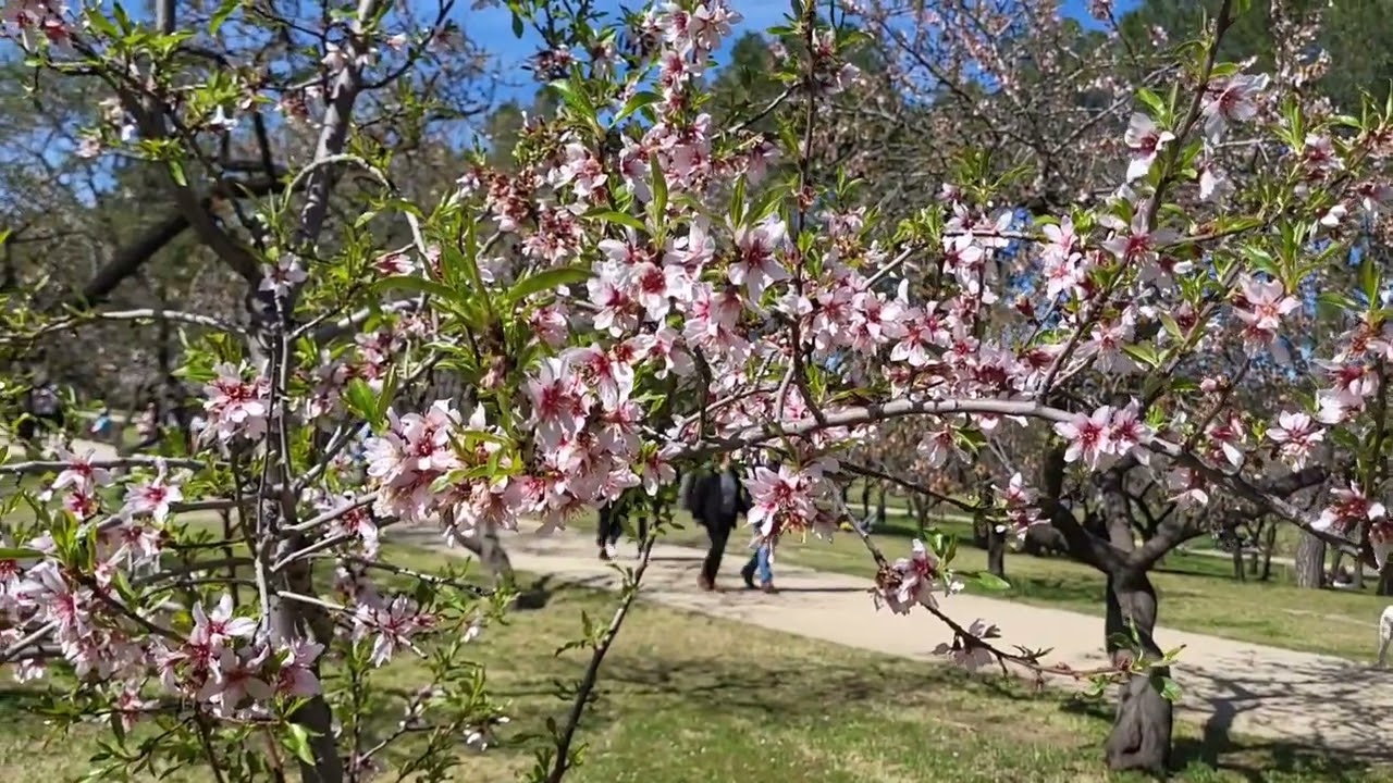PARQUE QUINTA DE LOS MOLINOS | MADRID SPAIN