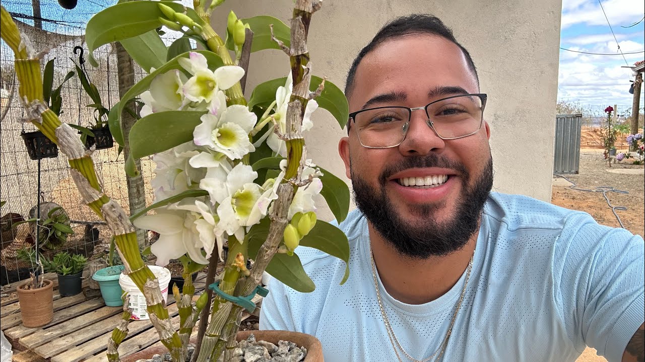 SALVANDO ORQUÍDEA DESIDRATADA E QUASE SEM RAÍZES