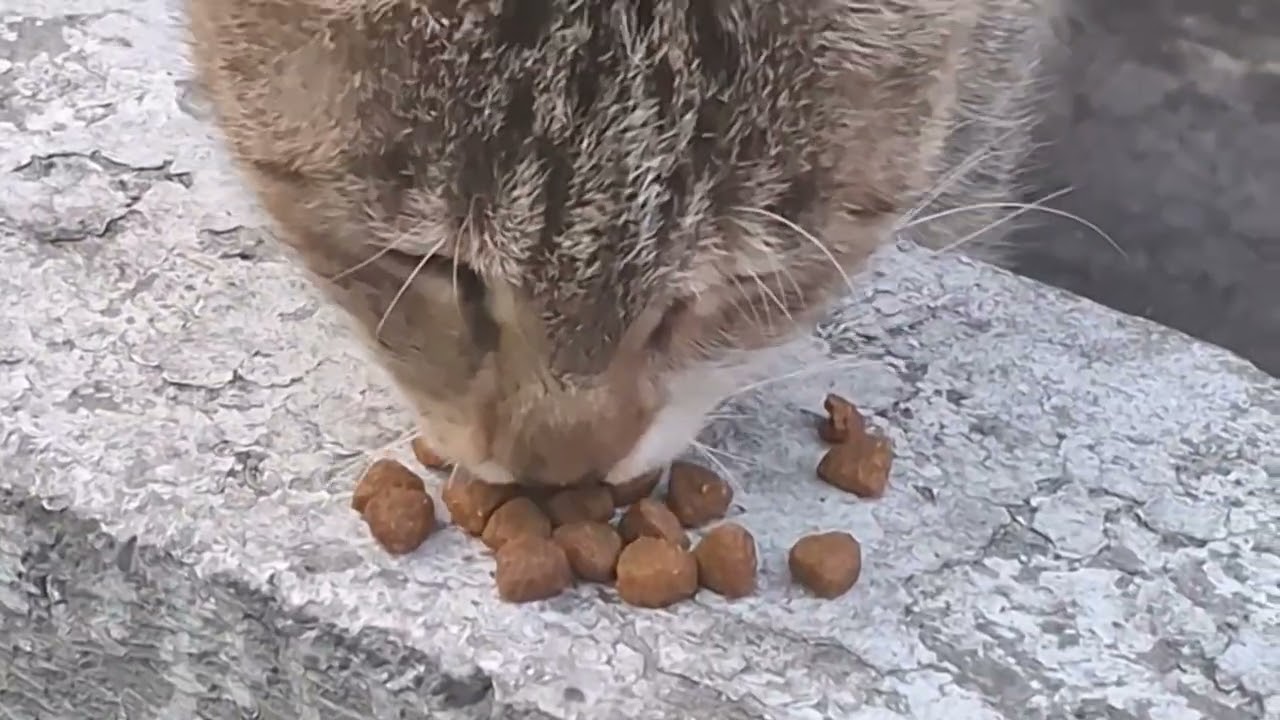 Hungry cat eating delicious food 😻