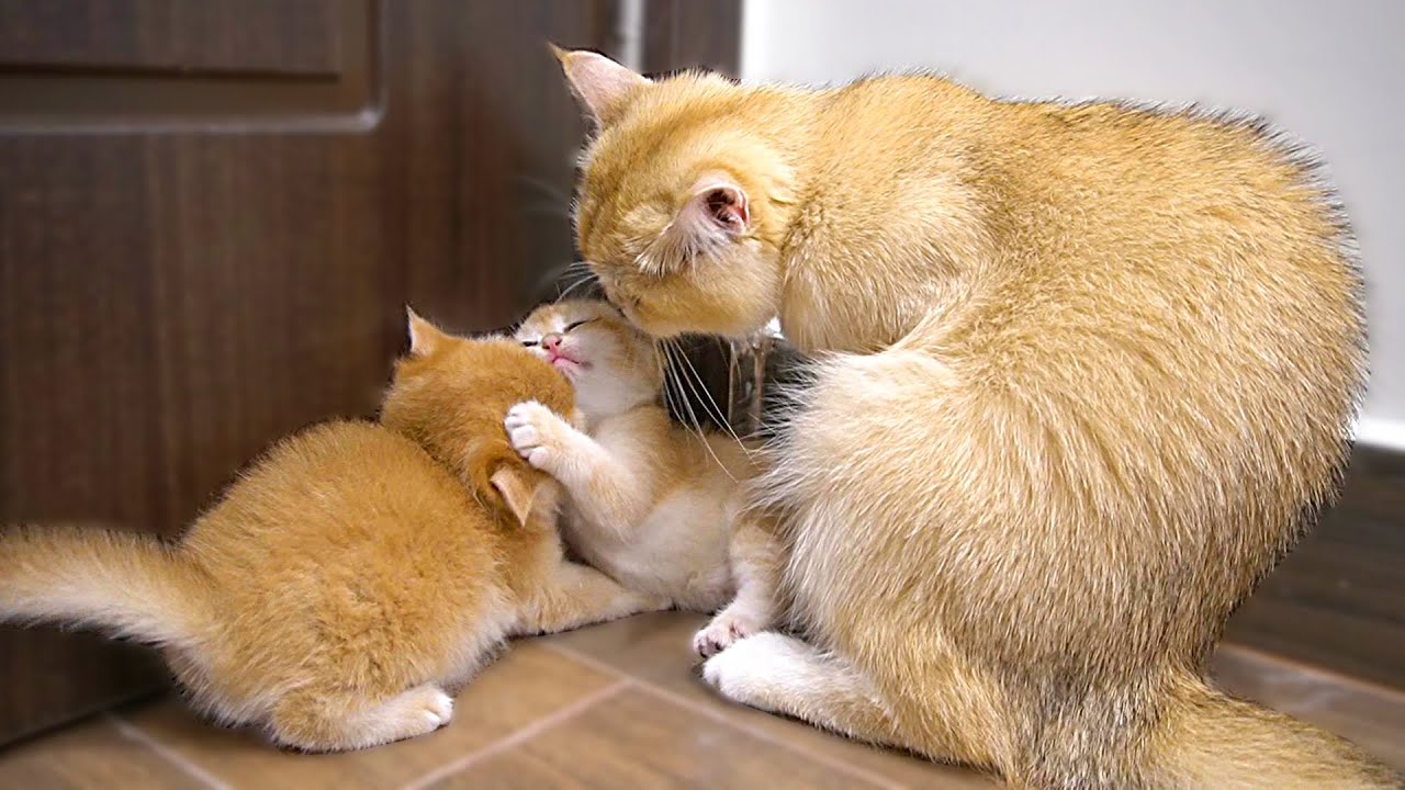 Tiny kittens are fighting, mom cat Coco gently rushes to intervene