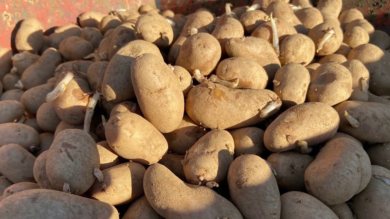 A la plantation pomme de terre