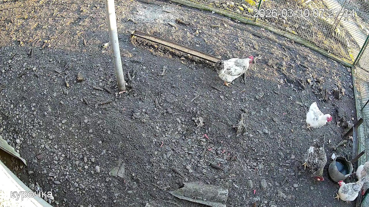 Chickens Live