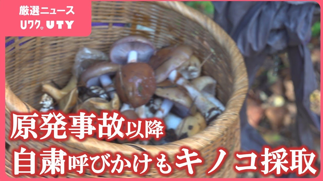 「放射能なんてわからないんだから」野生キノコの採取が横行　原発事故の影響で出荷は規制　県などは採取の自粛よびかけ　山梨・富士北麓