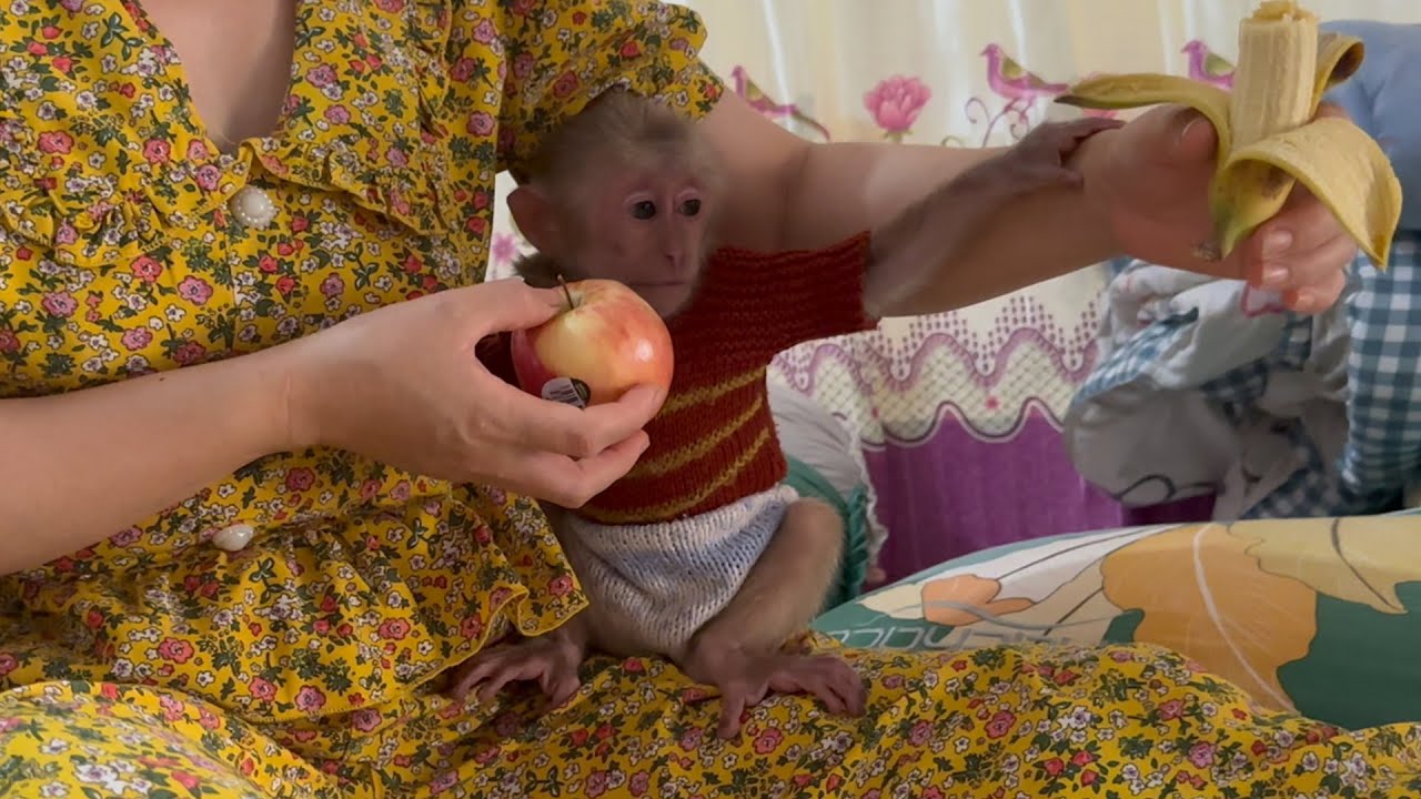 Monkey Baby Theo reacts to apples who only like to eat bananas