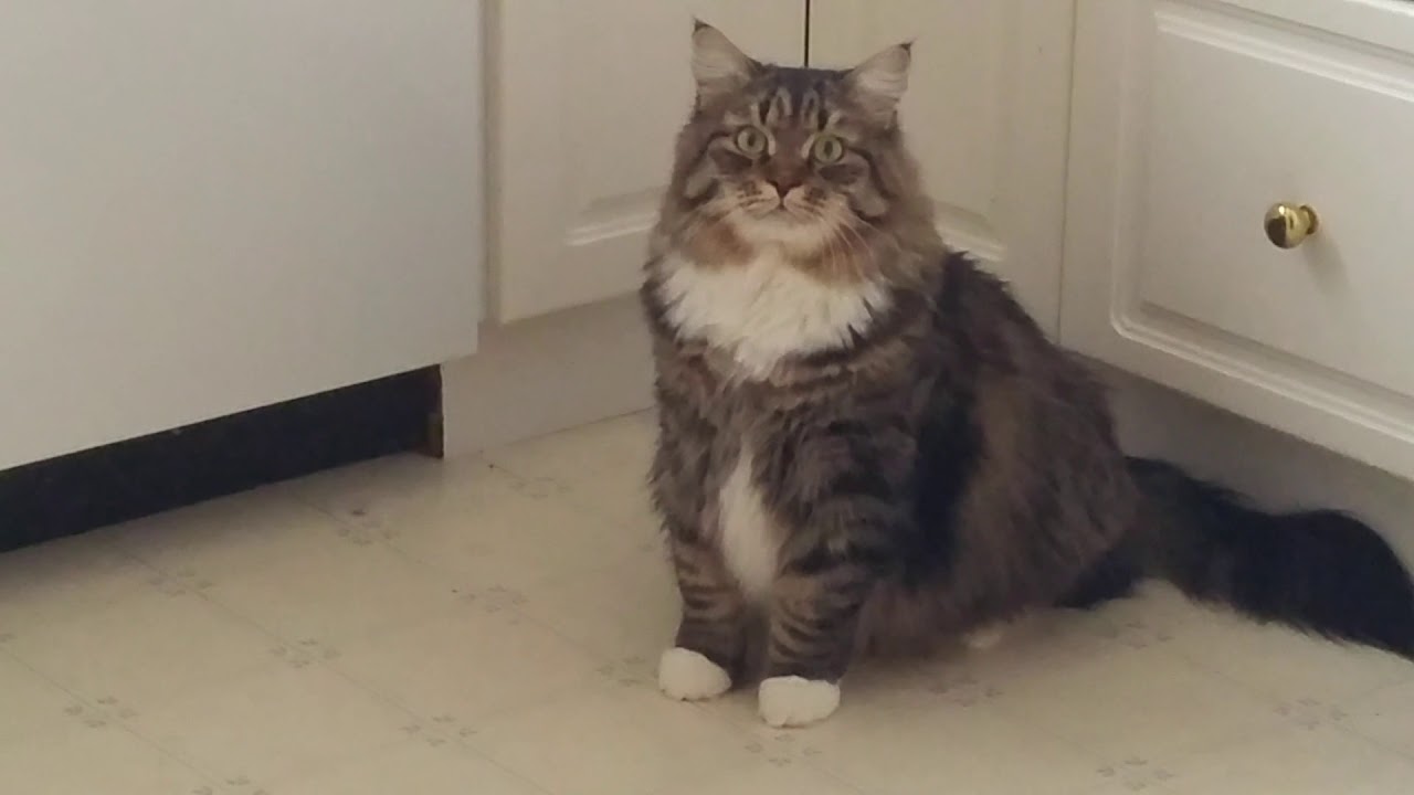 Говорящего кота - не переговорить! Уссури жжет) Сибирский кот