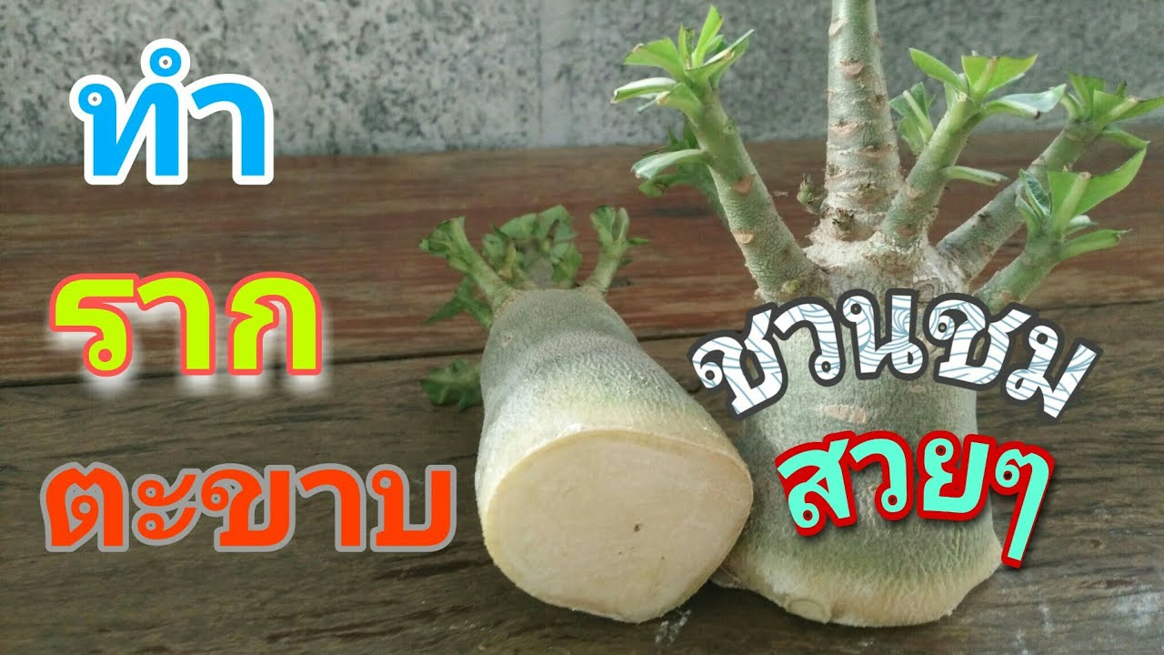 วิธีทำรากตะขาบชวนชม เพิ่มราคาจากหลักสิบเป็นหลักพัน(อาชีพเสริมเพิ่มรายได้) adenium root training ep.3