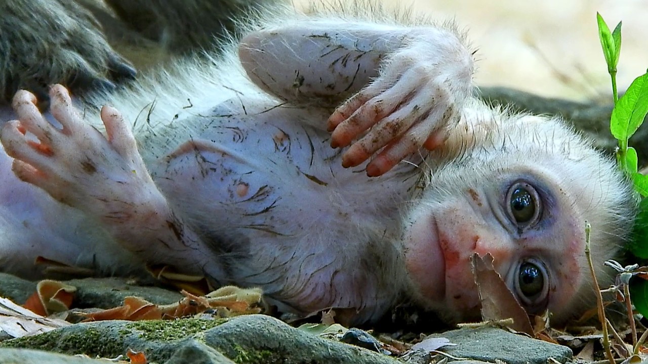 S@dness.. Tiny BORIS fell on ground, mother seem doesn`t worry his condition.