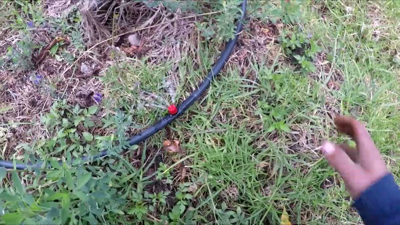 Sistema de riego por goteo ideal para huertas y Frutales ideal para optimizar y ahorrar el agua