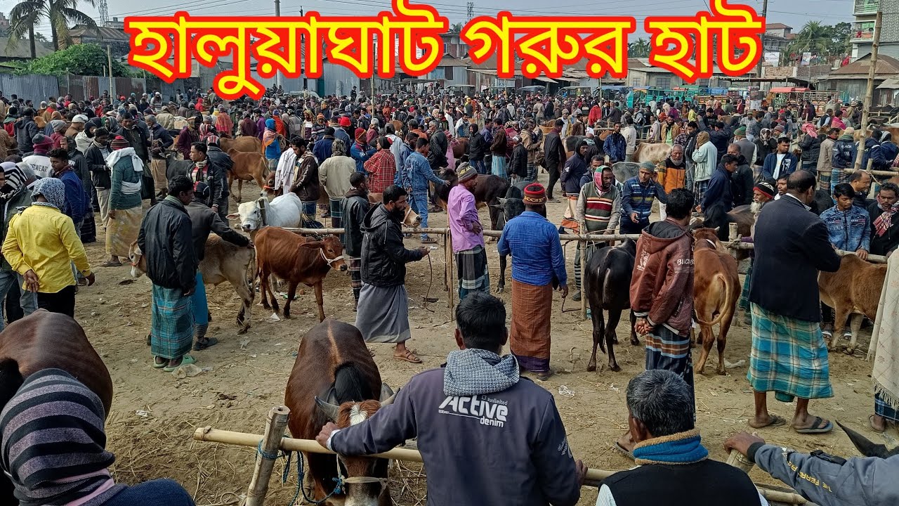 সীমান্তে দেশীয় গরুর হাট, হালুয়াঘাট বাজার Haluaghat cow market.