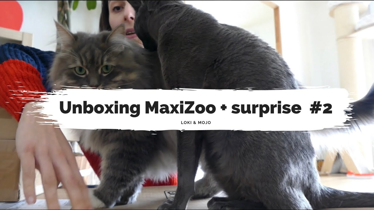 Unboxing #2 Maxizoo + surprise : médicaments, st Valentin et jeux pour chats - Loki & Mojo