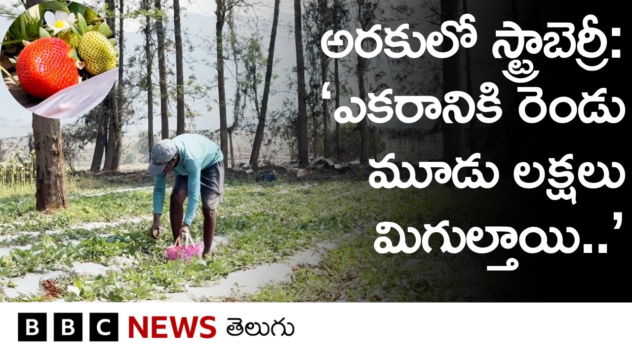 అరకులో స్ట్రాబెర్రీ సాగు.. ‘ఎకరానికి రెండు మూడు లక్షలు మిగుల్తాయి’ | BBC Telugu