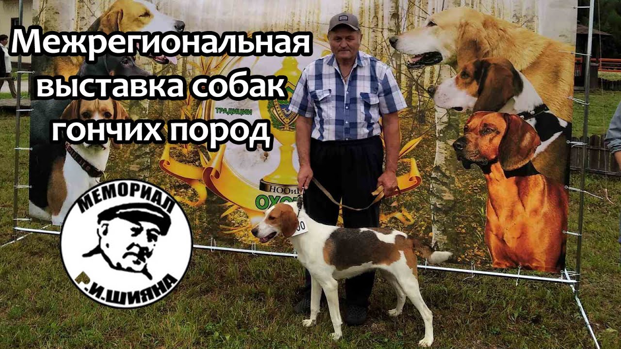Межрегиональная выставка собак гончих пород 