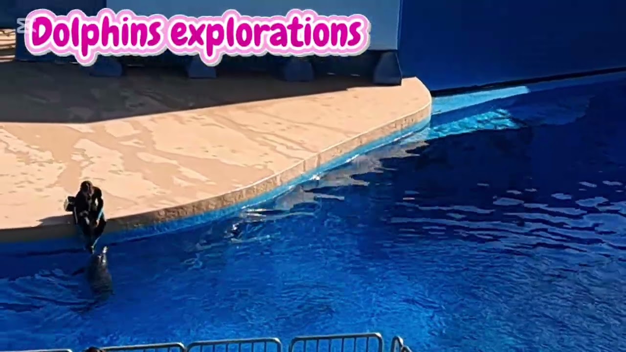 Dolphins exploration EP 1 (ocean park hk)