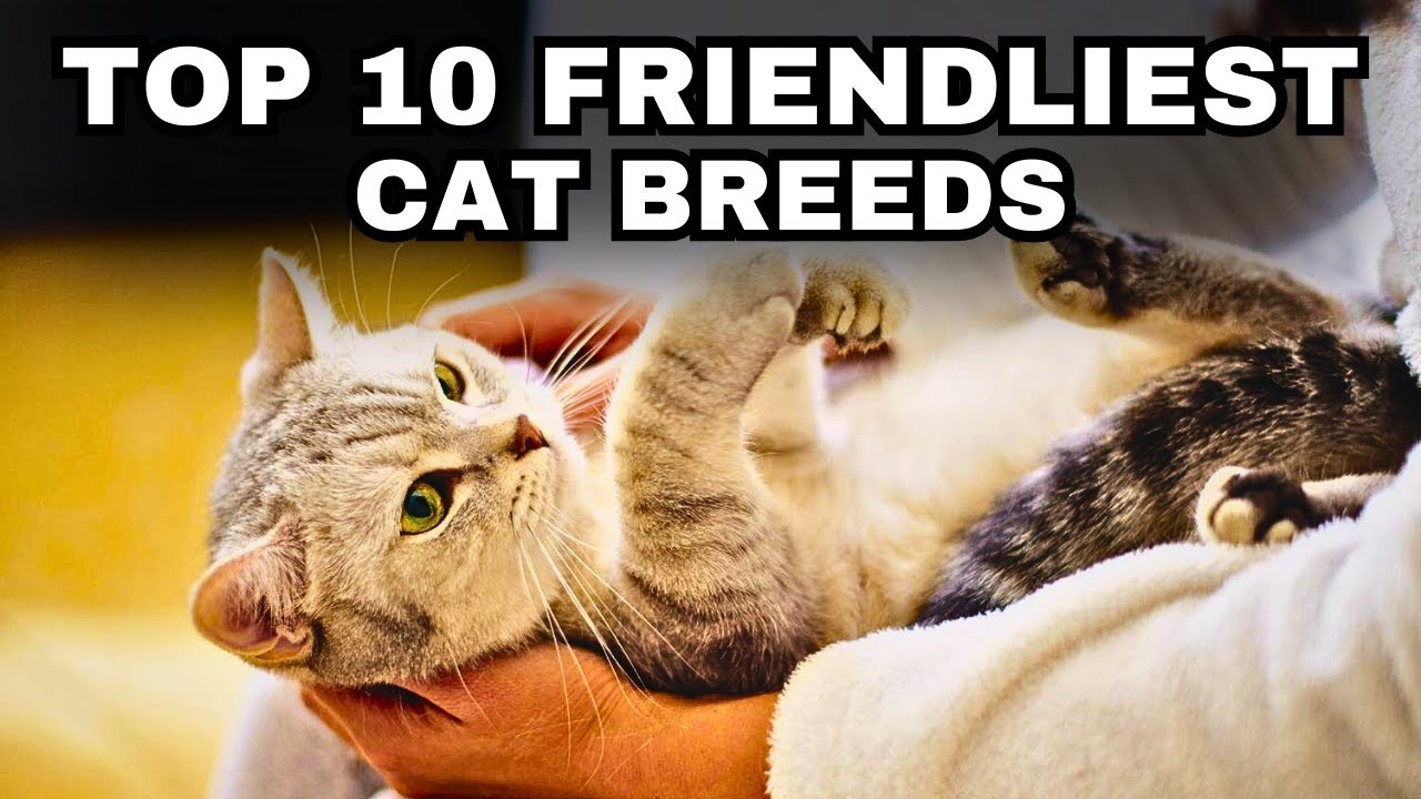 Top 10 Friendliest Cat Breeds