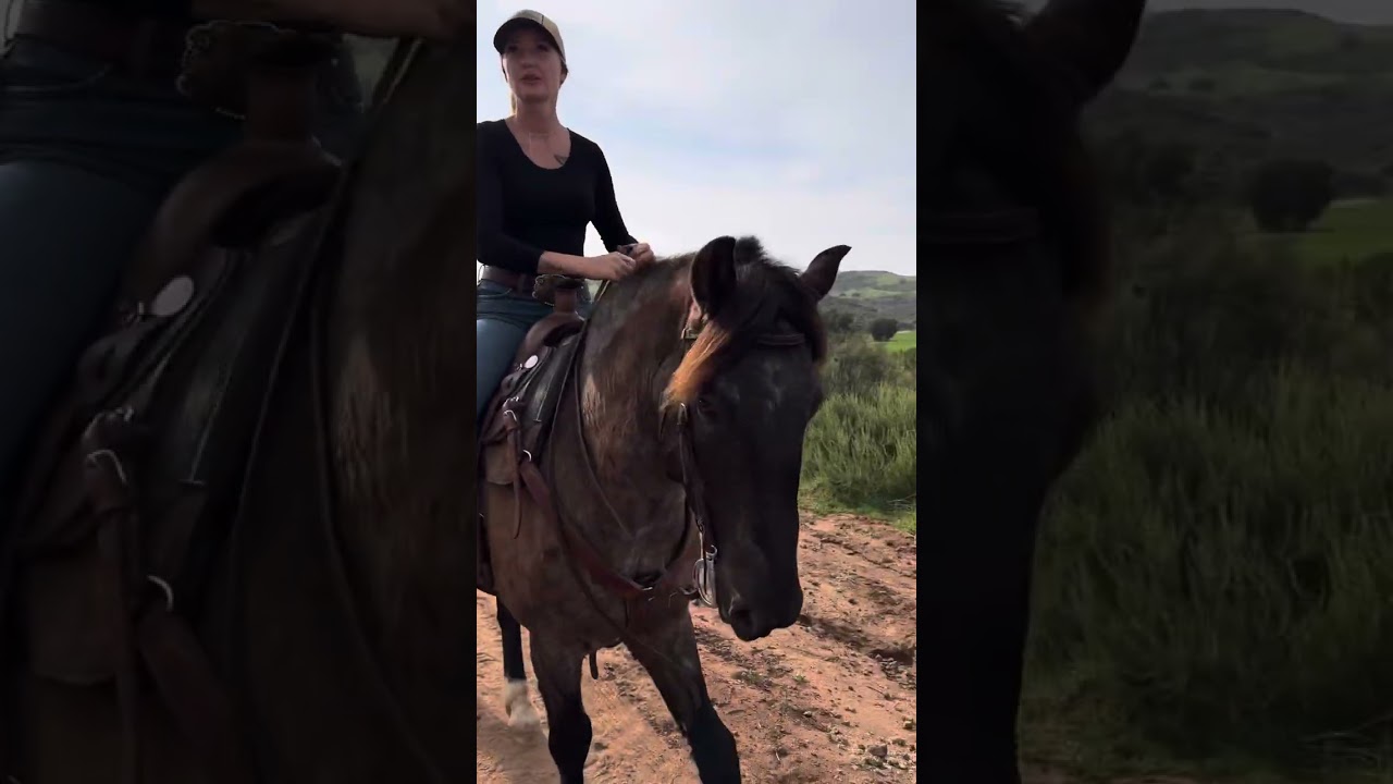 “Blueberry” 6yr old grade pony gelding 
