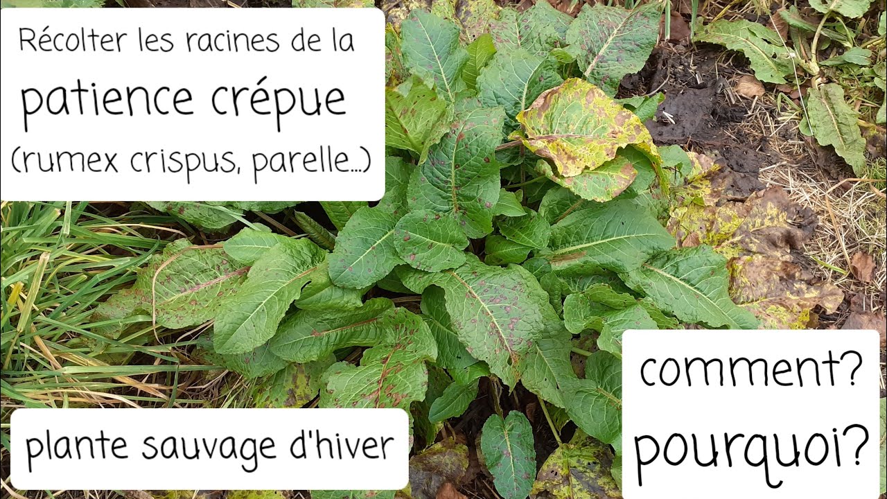 La racine de la patience crépue (rumex crispus, parelle), la récolter: quand? comment? pourquoi?