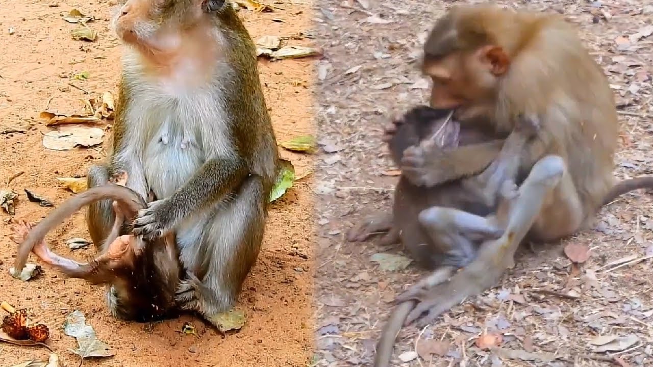 Baby monkey clings to mother monkey, making mother monkey angry