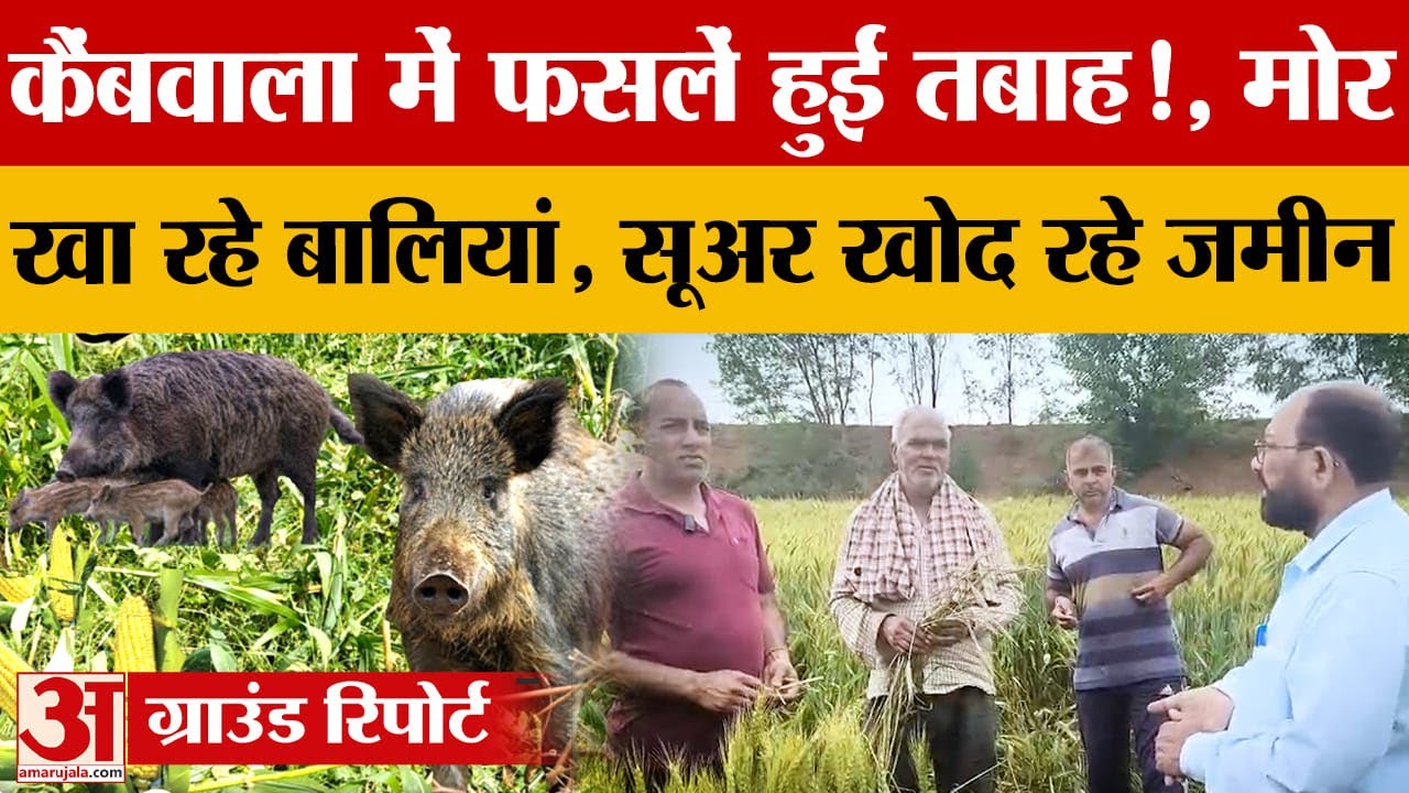 Chandigarh: गांव कैंबवाला में जंगली जानवरों से किसानों की फसल को खतरा |kisan| Hindi News|