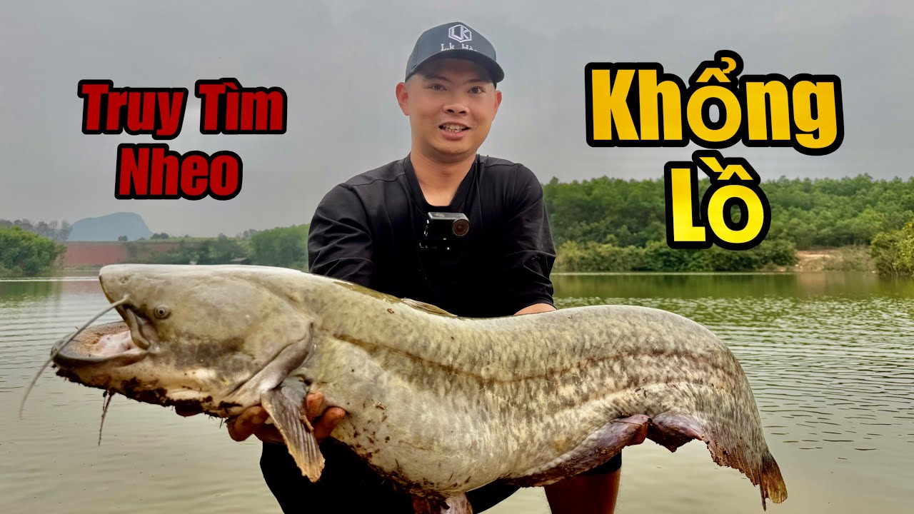 Truy Tìm Cá Nheo Khổng Lồ - Mukbang Nheo Hạ Huyệt