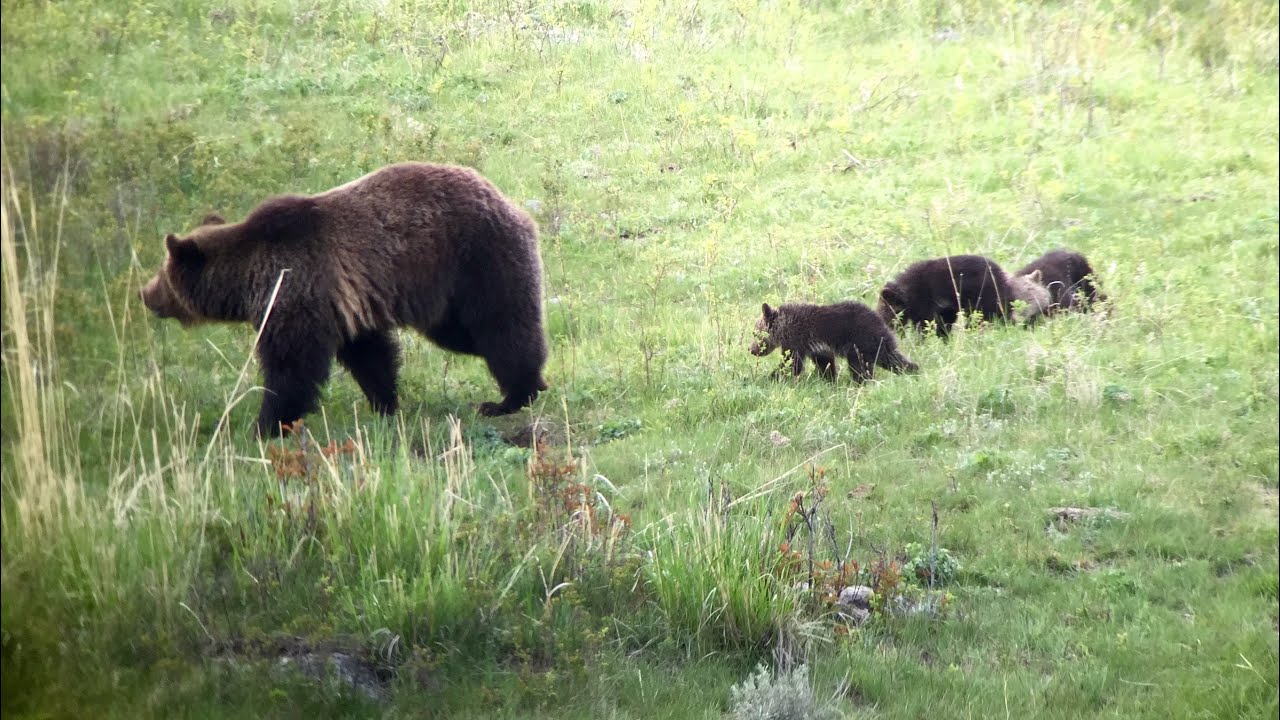 Yellowstone National Park May 2015 - Bears, Wolves and Predators