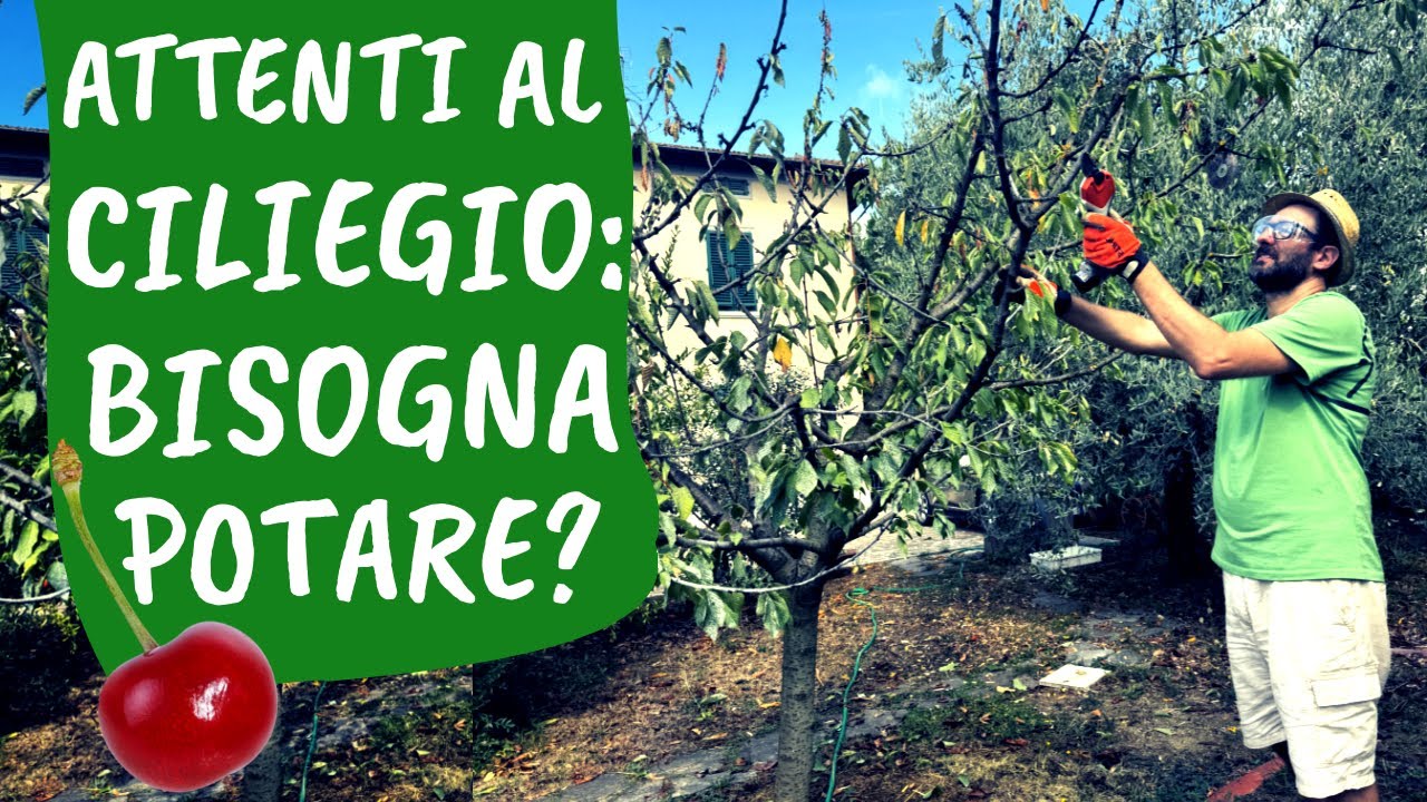 Bisogna POTARE il CILIEGIO? Ecco come tagliare senza far soffrire la pianta