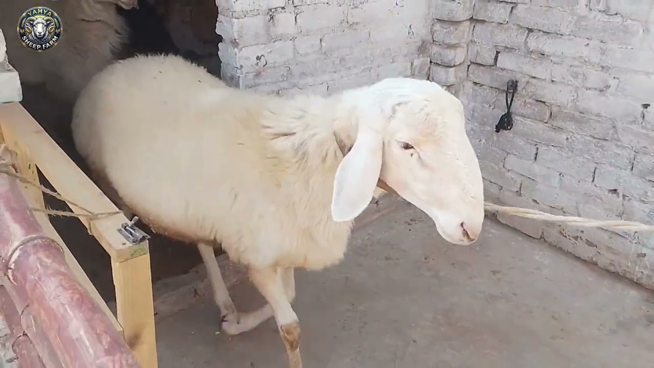 SULTAN👑 OR SIMBA🦁 KO NEHLA DYA
