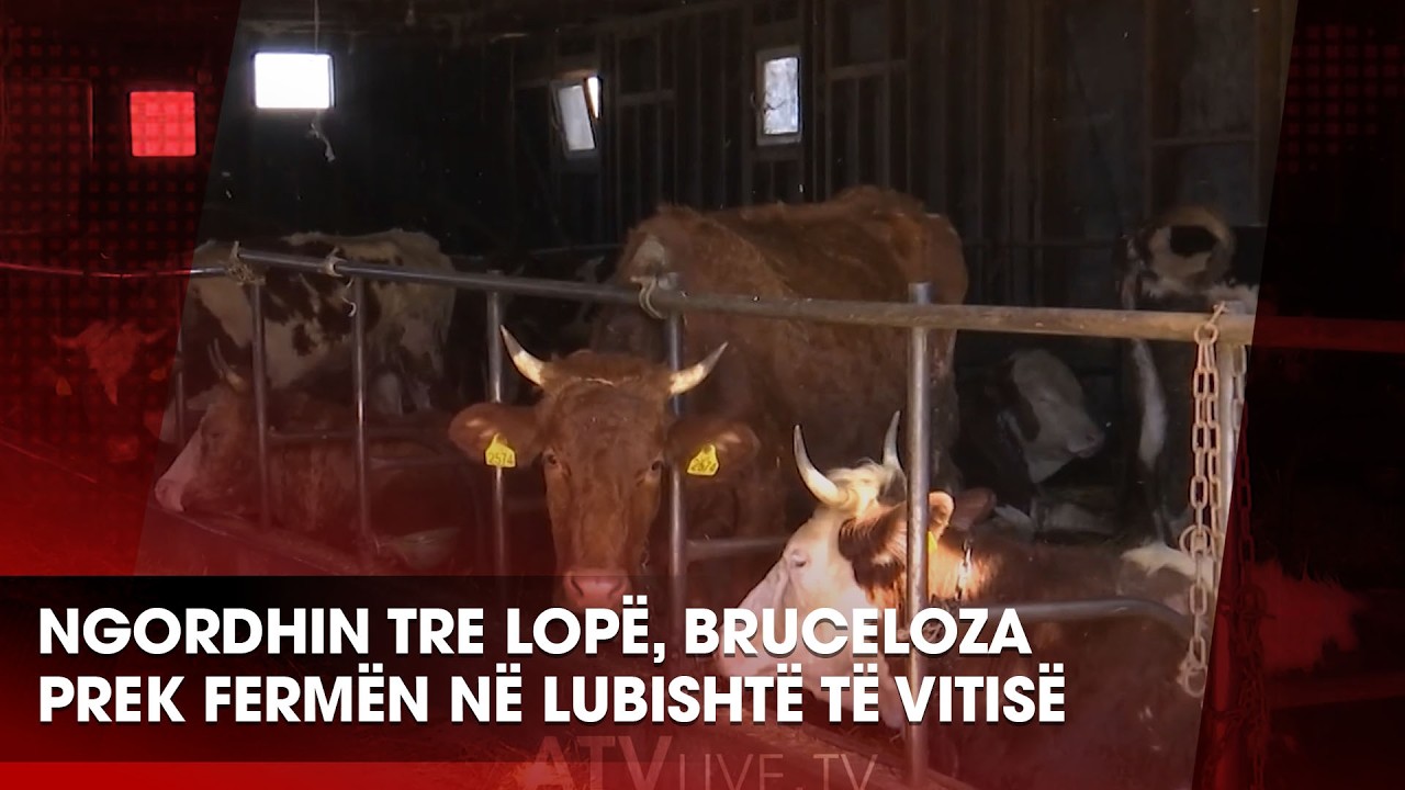 Ngordhin tre lopë, Bruceloza prek fermën në Lubishtë të Vitisë