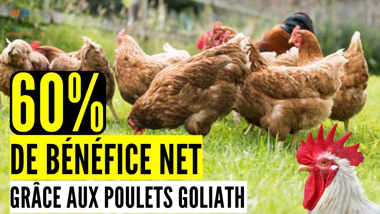 5 ASTUCES pour FAIRE 60% de rentabilité avec le Poulet goliath en Afrique (Mes stratégies d'élevage)