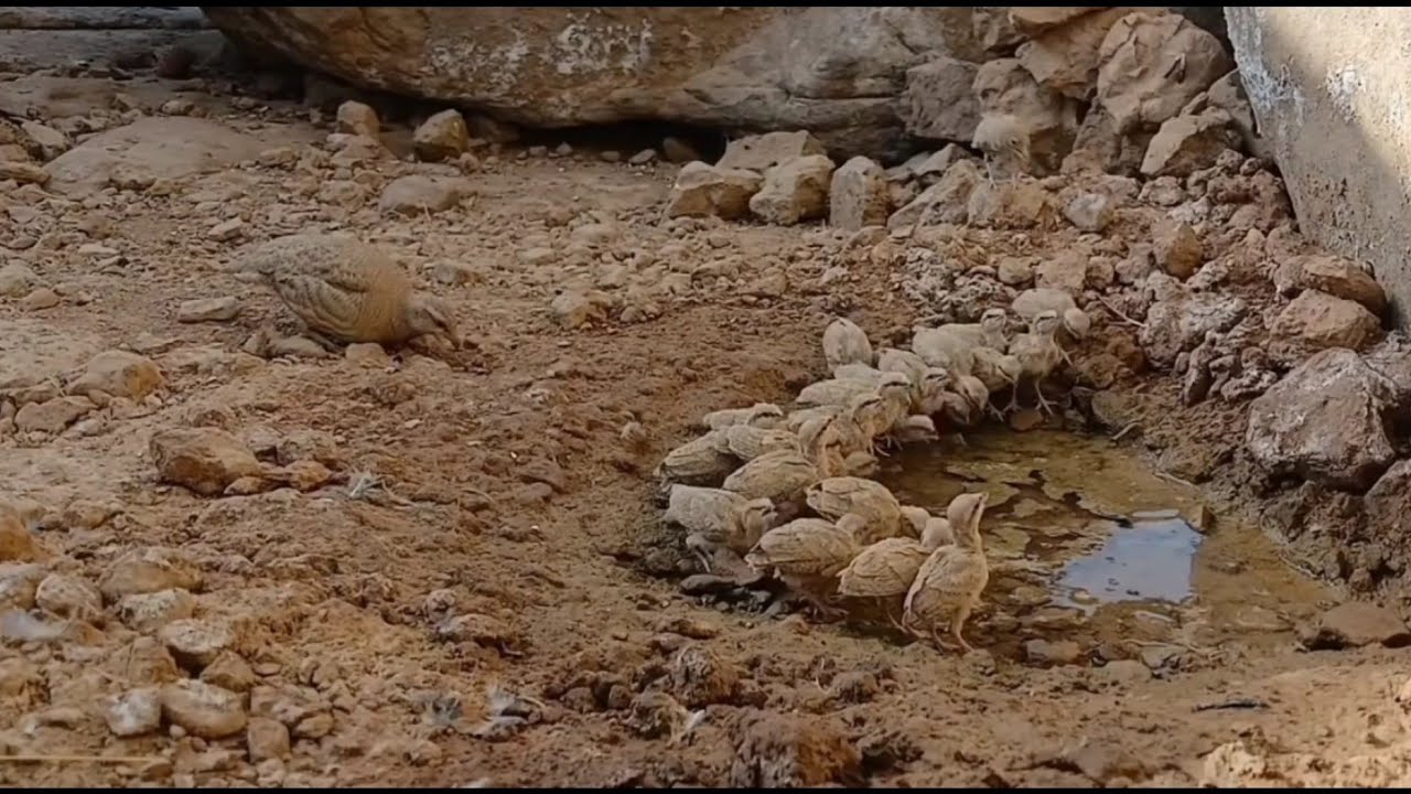 |اینجا آب یعنی زندگی| لحظه‌ای نادر از حیات وحش ایران|Water Means Life|A Rare Wildlife Moment in Iran