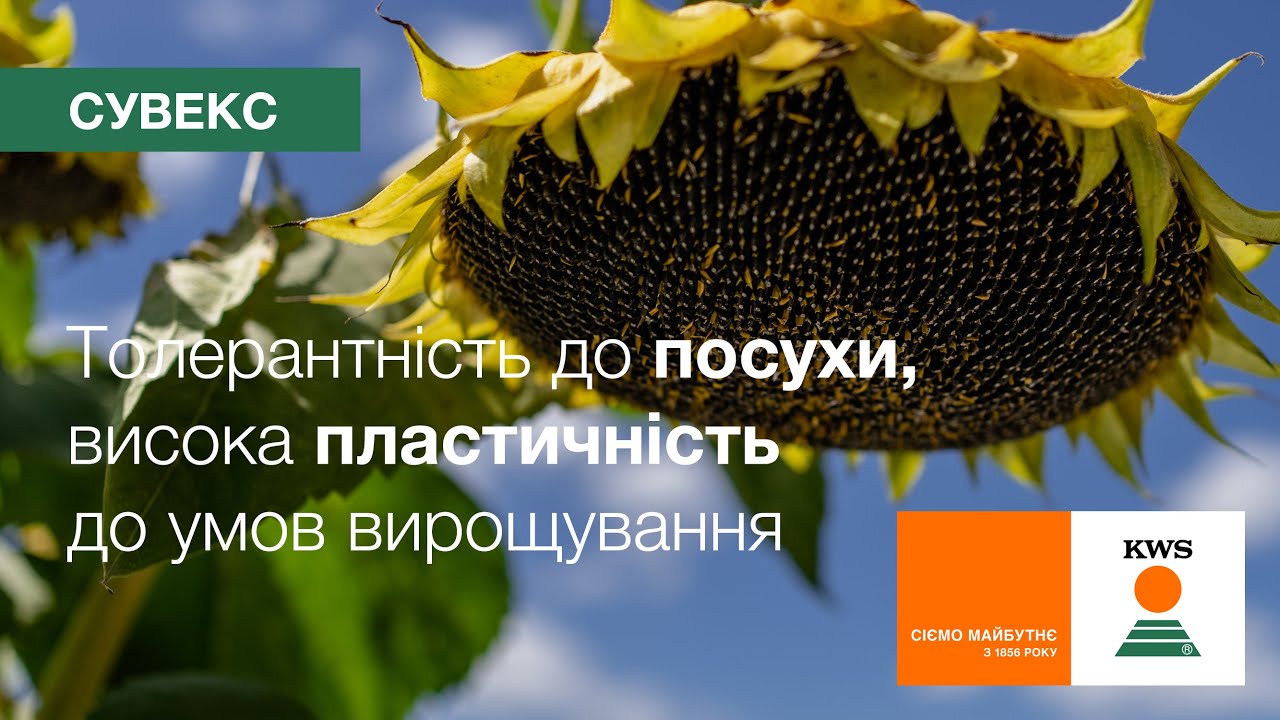 🌻 СУВЕКС. Високо толерантний до посухи, пластичний до умов вирощування. SULFO сегмент | Соняшник KWS