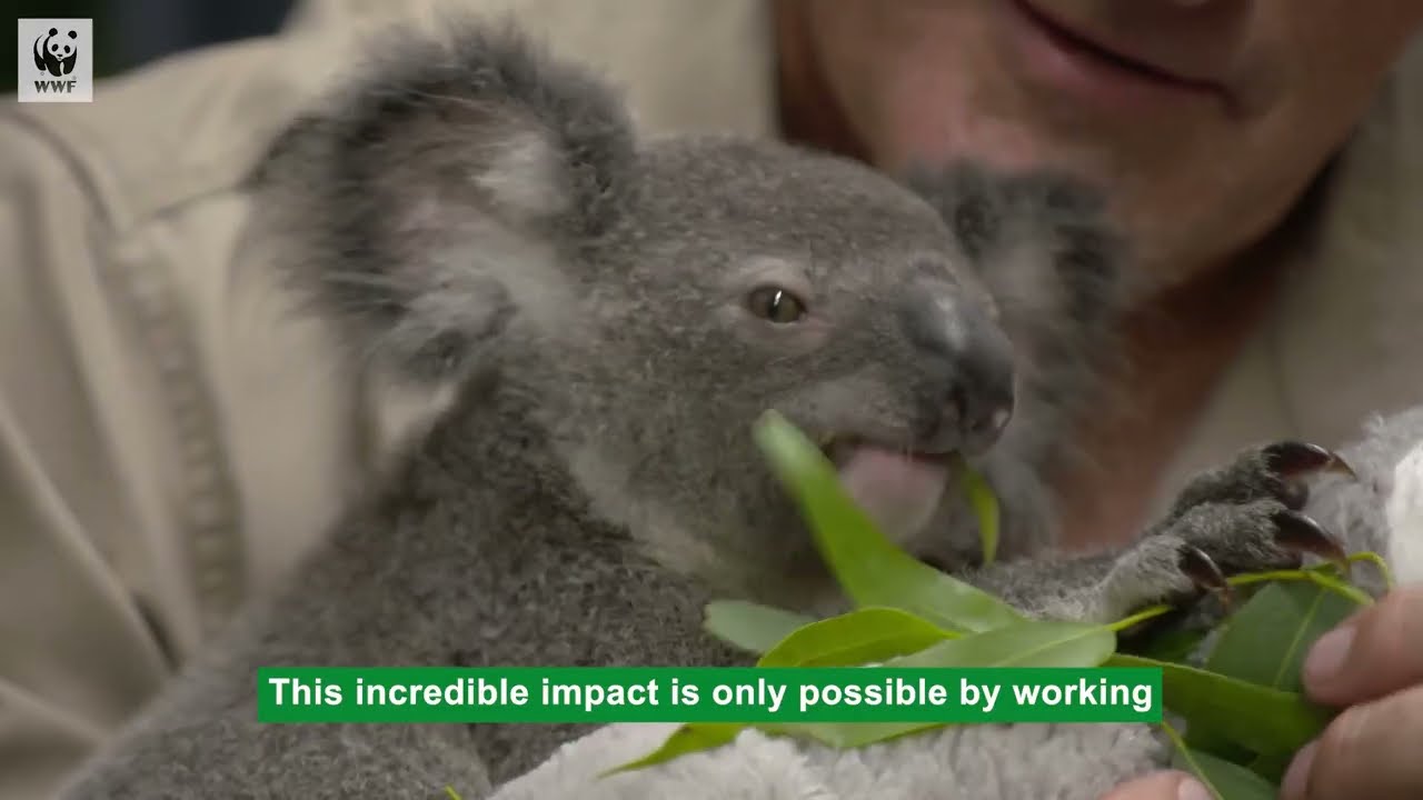 Protecting Koalas Forever | WWF-Australia