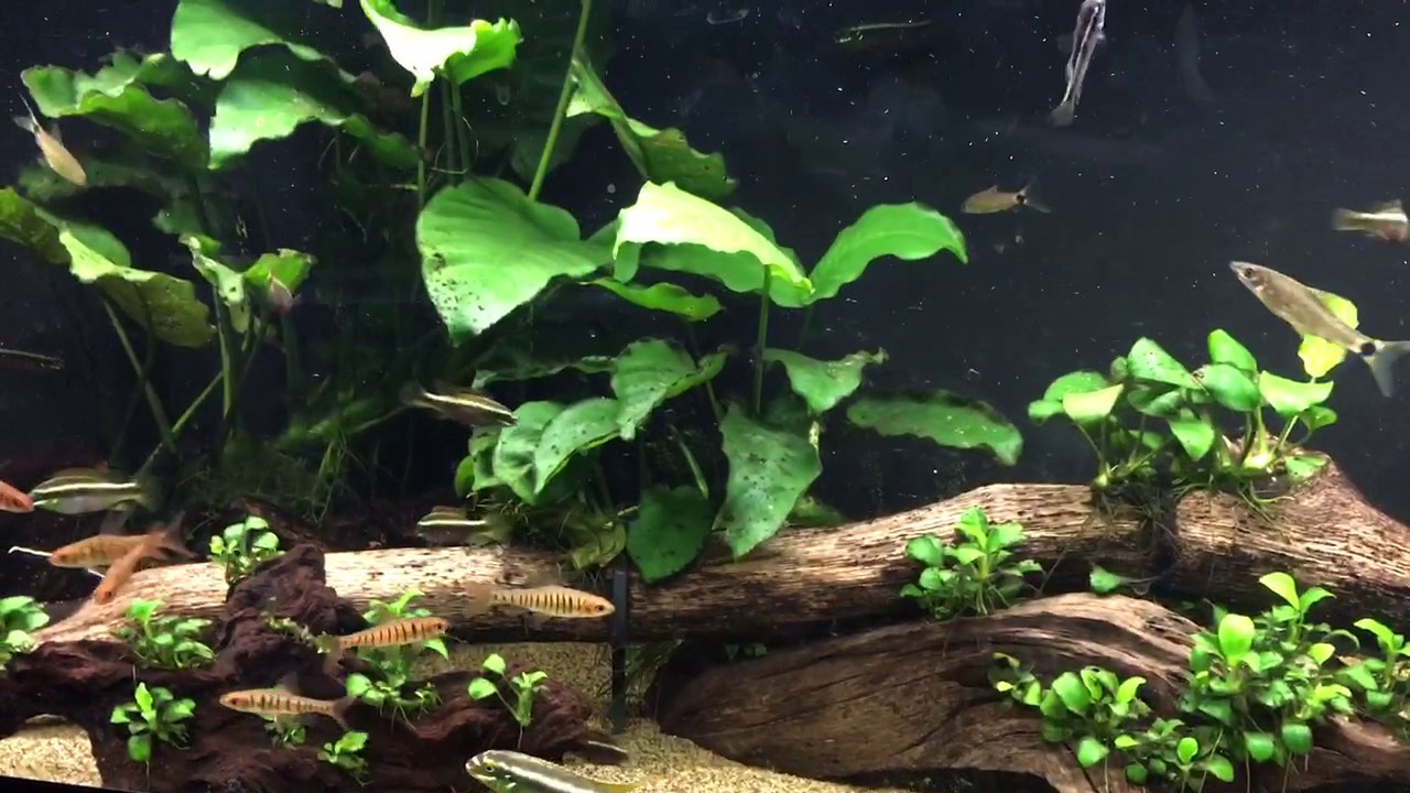 Pelvicachromis and Anubias tank