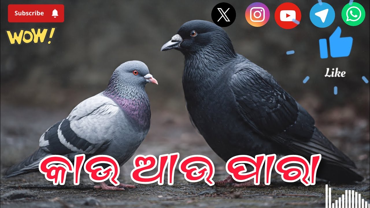 କାଉ ଆଉ ପାରା। ଓଡ଼ିଆ ଗପ । Best Odia Story। A Crow and a pigeon 