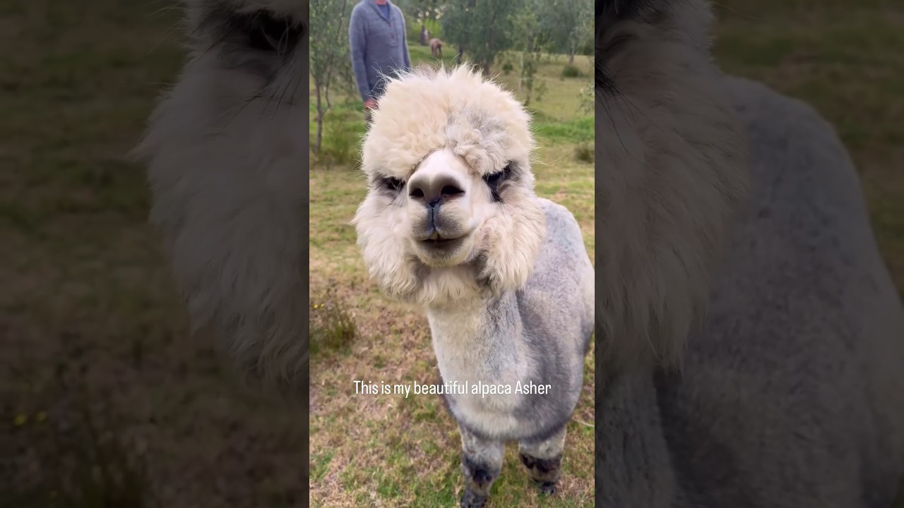 🦙I turned my alpaca Asher’s wool into a sweater for my husband Sam.❤️ 