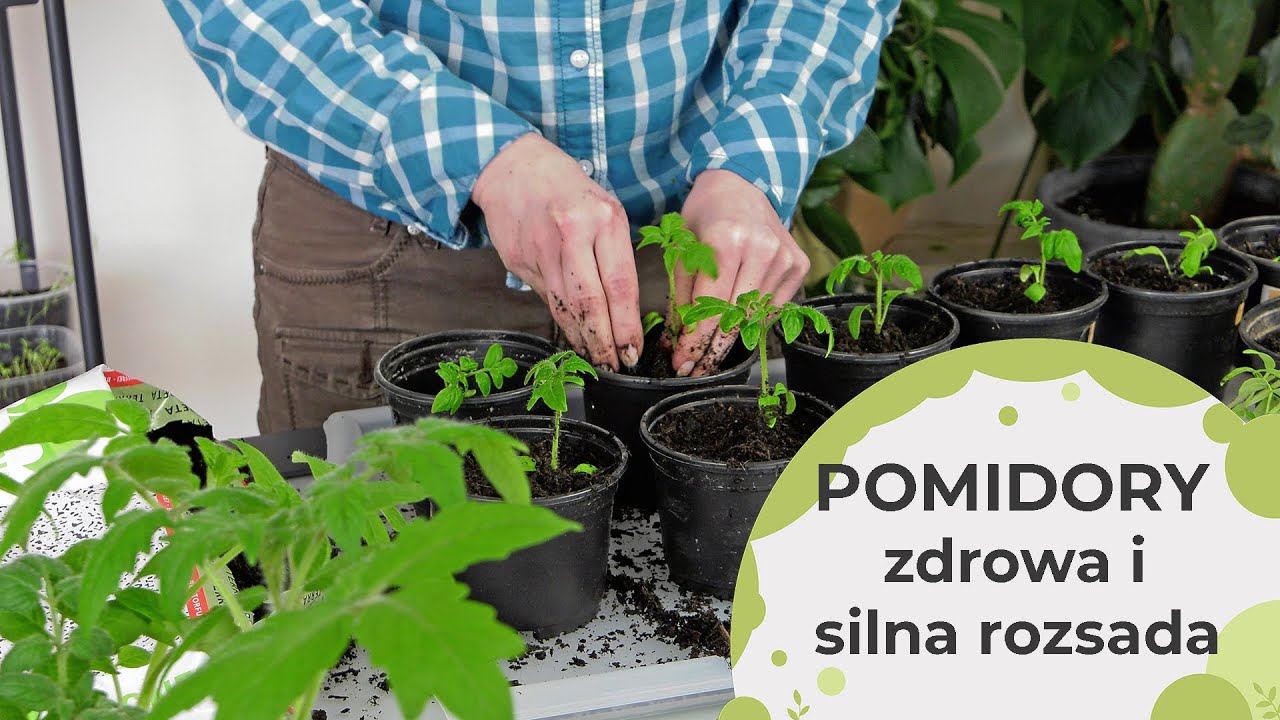 Pomidory - jak mieć zdrowe sadzonki pomidorów.